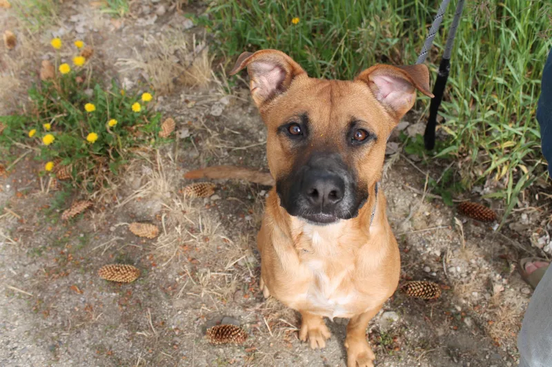 An adult medium-sized male Mixed Breed dog named S'More for adoption in McCall, ID