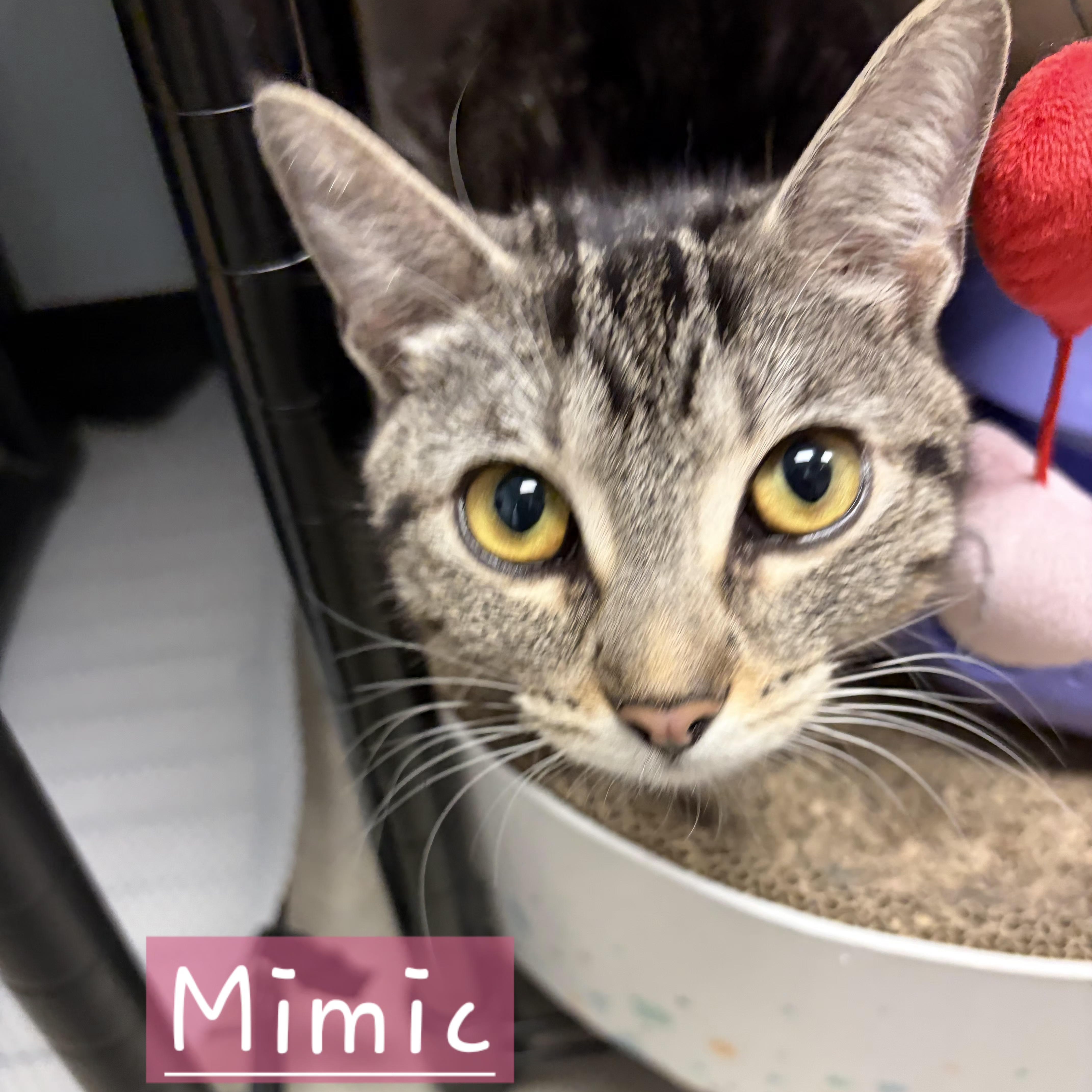Mimic