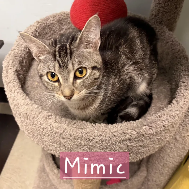 Mimic thumbnail 2
