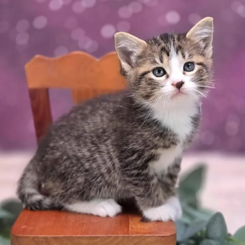 A baby small-sized female Brown / Chocolate Domestic Short Hair cat named BucatiniC for adoption in East Saint Louis, IL