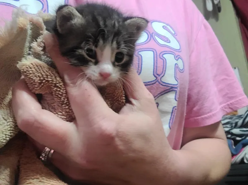 Arlo thumbnail 2