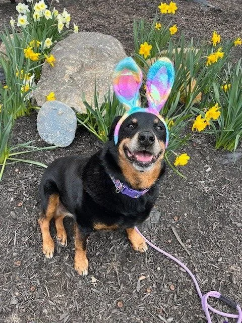 Mirage Bailey thumbnail 3