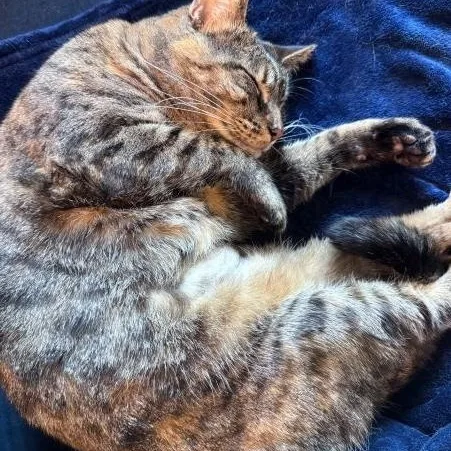 An adult large-sized female Torbie cat named Tally for adoption in Tulsa, OK