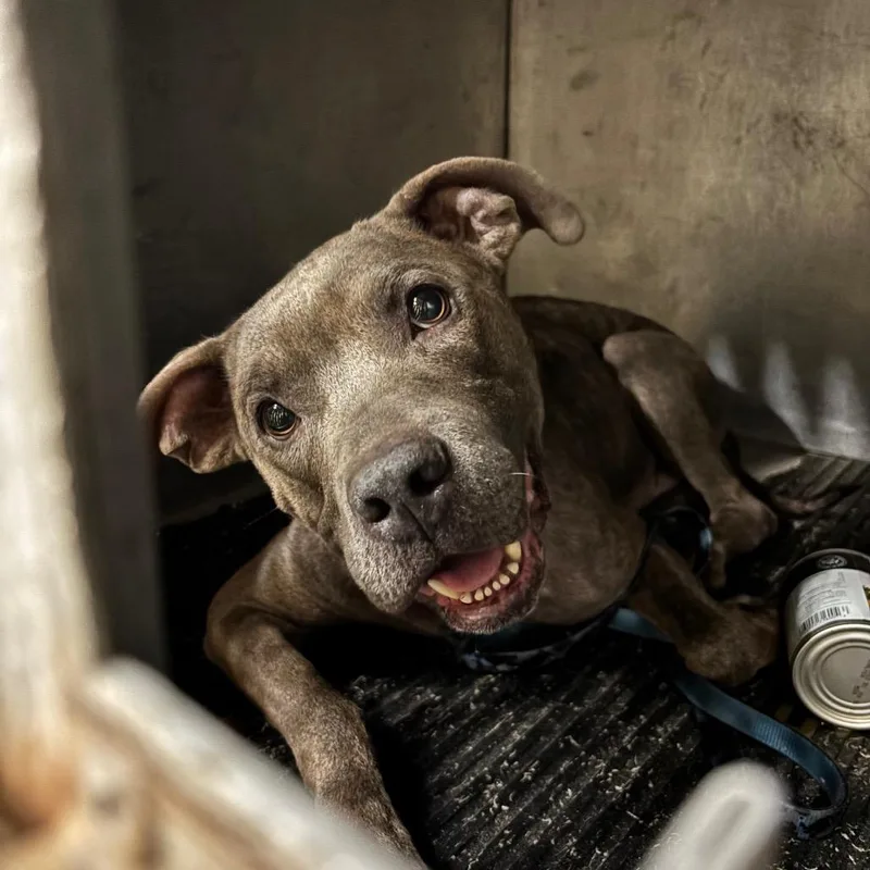 An adult medium-sized female Gray / Blue / Silver Pit Bull Terrier dog named Bella for adoption in St Joseph, MO