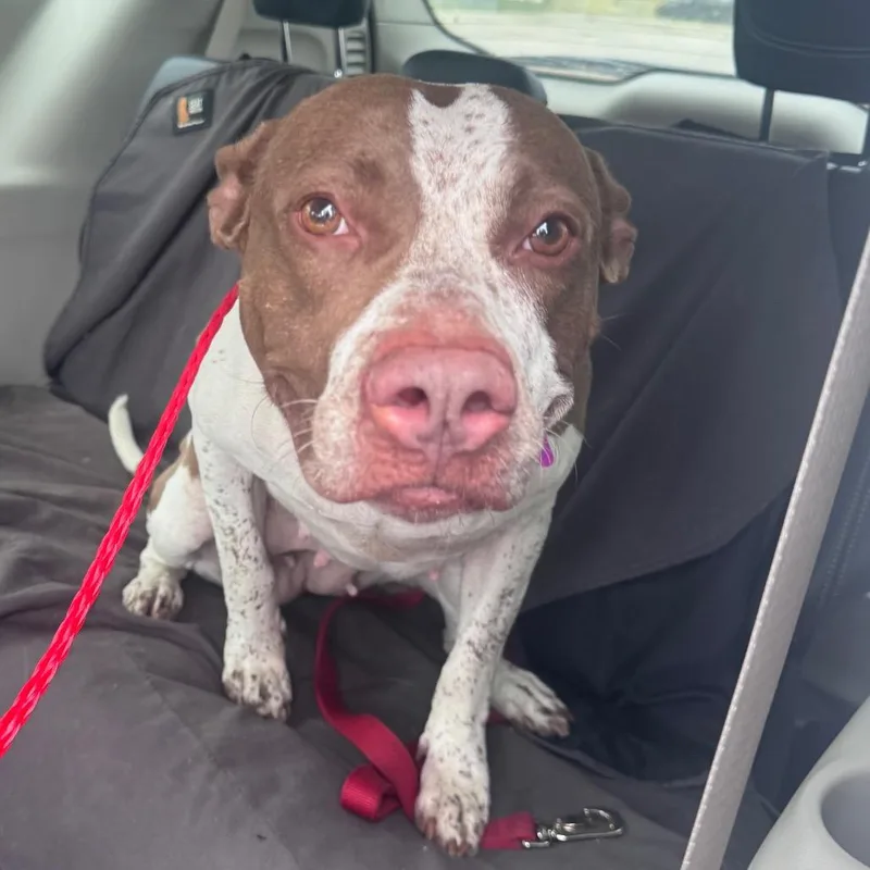 An adult medium-sized female Red / Chestnut / Orange Pit Bull Terrier dog named Kiplie for adoption in Monroe, MI
