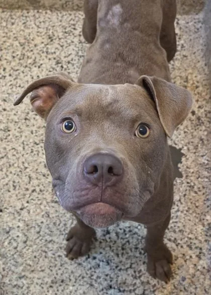 A young large-sized male Pit Bull Terrier dog named Banner for adoption in Aiken, SC