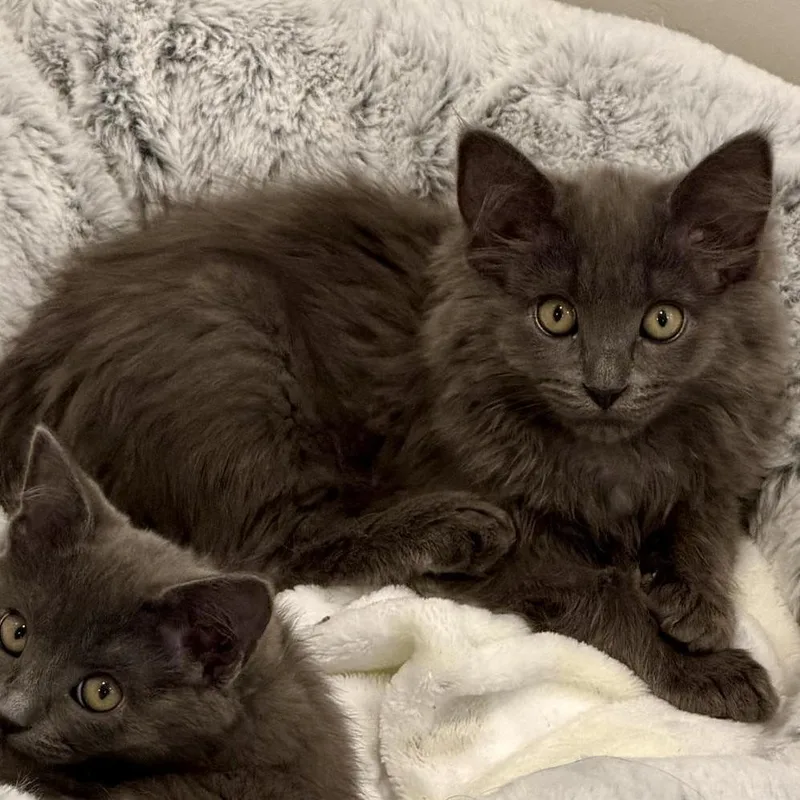 A baby small-sized female Gray / Blue / Silver Domestic Long Hair cat named Zephyr Silverman for adoption in Eagle Mountain, UT