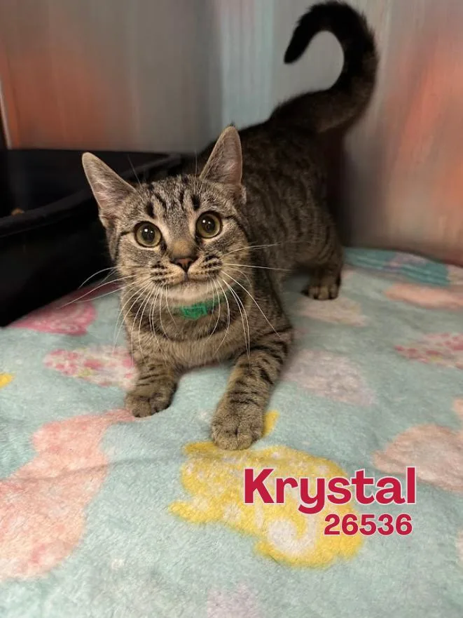 A young medium-sized female Tabby (Gray / Blue / Silver) Domestic Short Hair cat named Krystal for adoption in Oak Ridge, TN