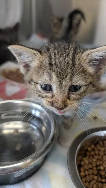 A baby small-sized female Domestic Short Hair cat named Boots for adoption in Independence, MO