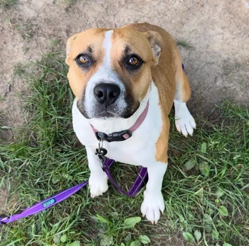 An adult medium-sized female Mixed Breed dog named Sneaky for adoption in Osseo, MI