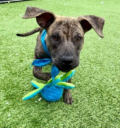 A young medium-sized female Hound dog named Moon for adoption in Long Beach, NY