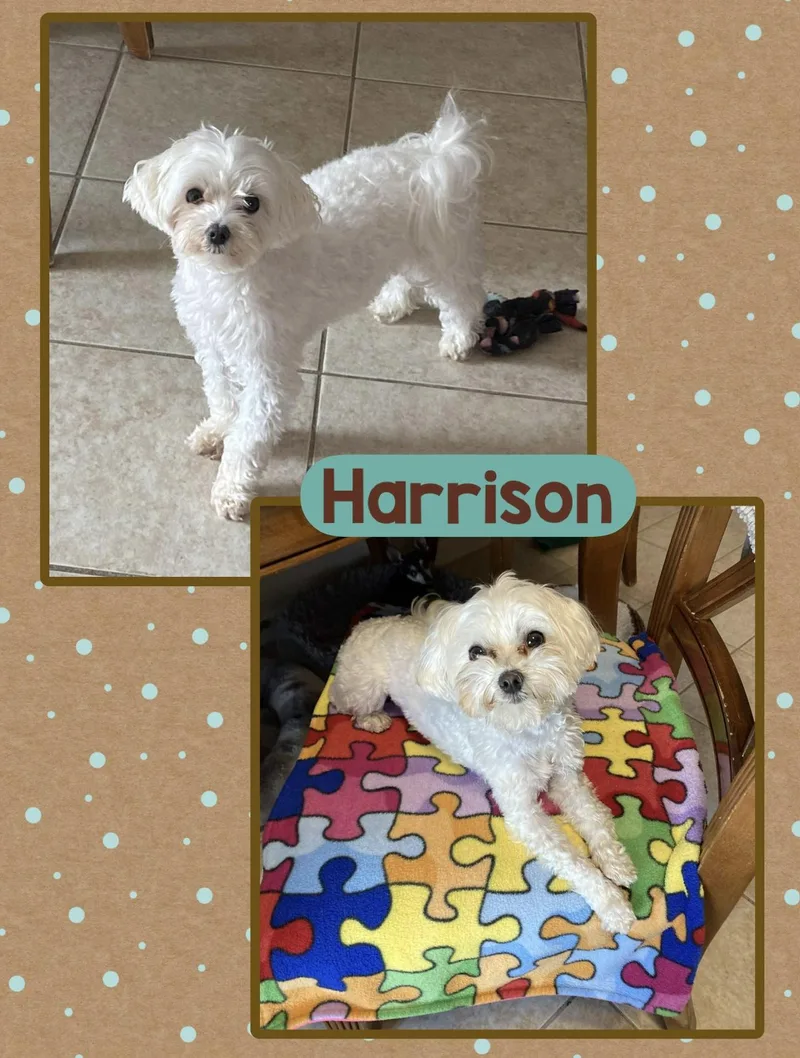 Harrison