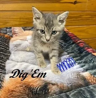 A baby medium-sized male Tabby (Gray / Blue / Silver) Tabby cat named Dig 'Em for adoption in Southern Pines, NC
