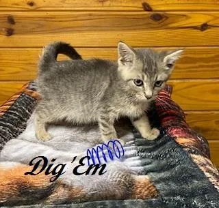 Dig 'Em thumbnail 2