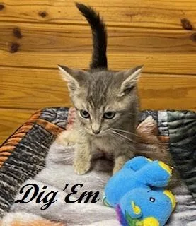 Dig 'Em thumbnail 3