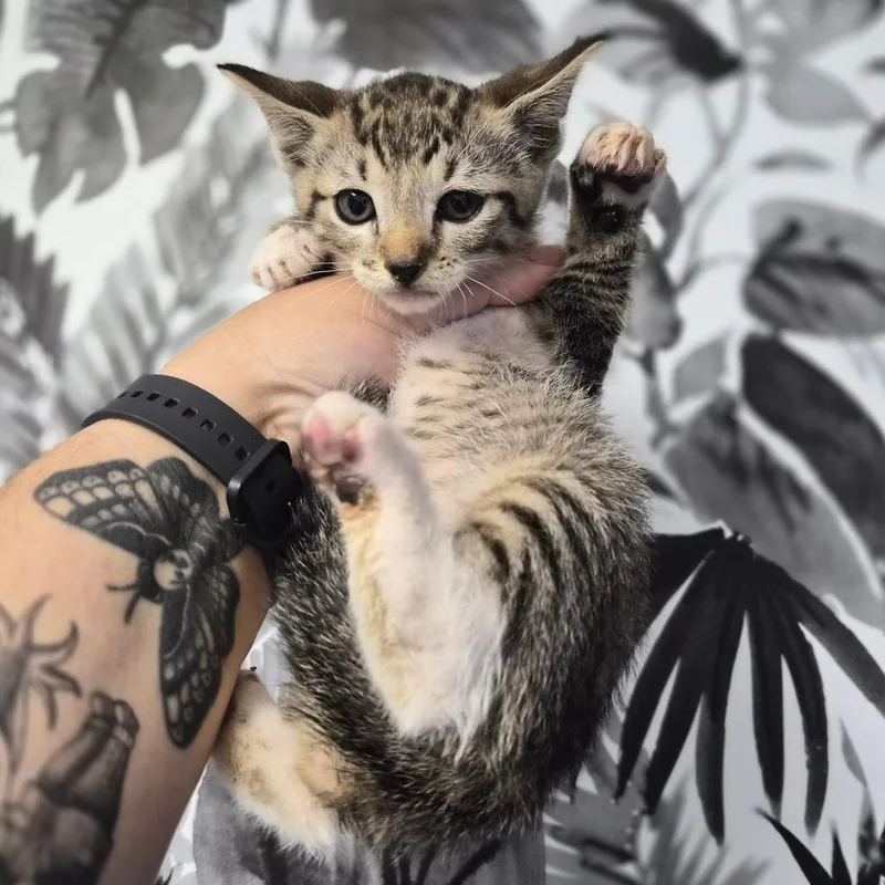 A baby small-sized female Gray / Blue / Silver Domestic Short Hair cat named Manini for adoption in Wahiawa, HI