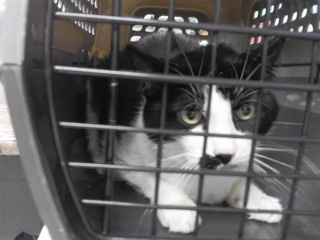 An adult medium-sized female Domestic Short Hair cat named Saffron for adoption in Omaha, NE