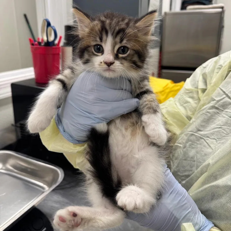 A baby small-sized male Brown / Chocolate Domestic Long Hair cat named Dover for adoption in Pekin, IL