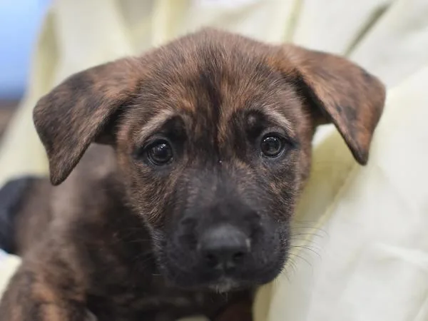 A baby medium-sized male Shepherd dog named Harry for adoption in Portland, OR