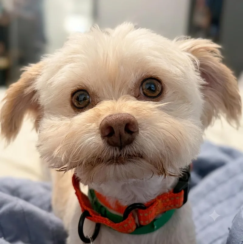 An adult small-sized male White / Cream Maltese dog named Bubbles for adoption in Brooklyn, NY