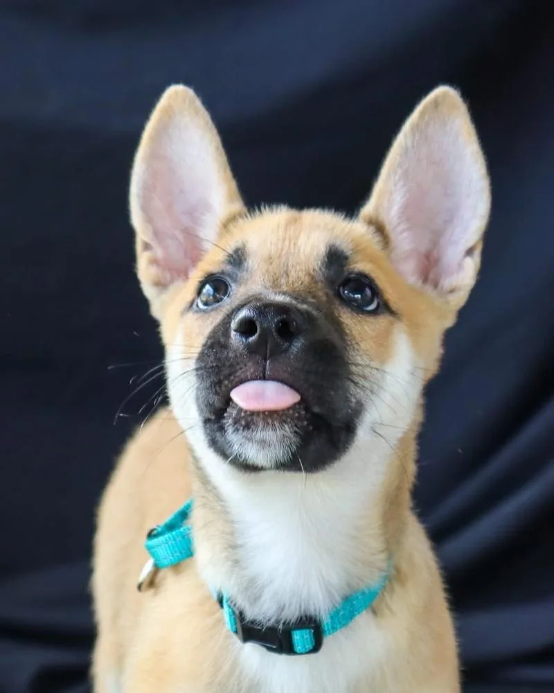 A baby medium-sized male White / Cream Shepherd dog named Louie for adoption in Windsor Locks, CT