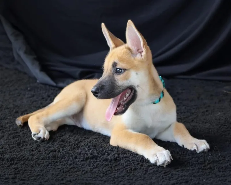 Louie thumbnail 3