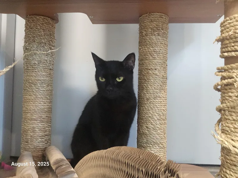 A young medium-sized female Domestic Short Hair cat named Bambu for adoption in St Petersburg, FL