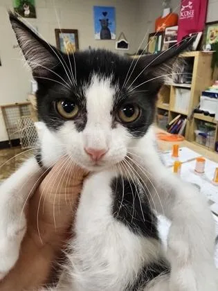 A baby small-sized female Domestic Short Hair cat named Molly $ for adoption in Seneca, SC