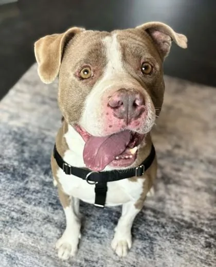 Meatball thumbnail 3