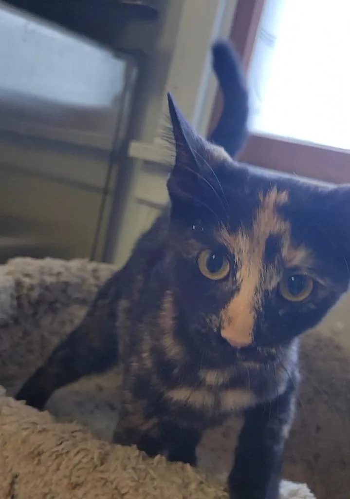 A baby medium-sized female Domestic Short Hair cat named Clover for adoption in Sandusky, OH
