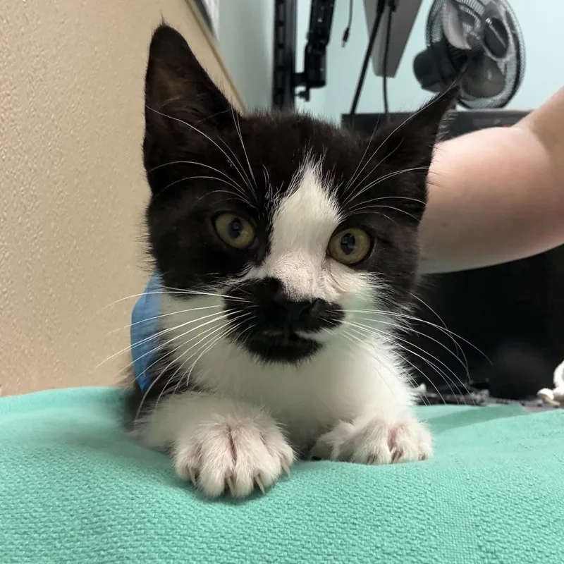 A baby small-sized female Black Domestic Short Hair cat named Razz Up! for adoption in Tacoma, WA