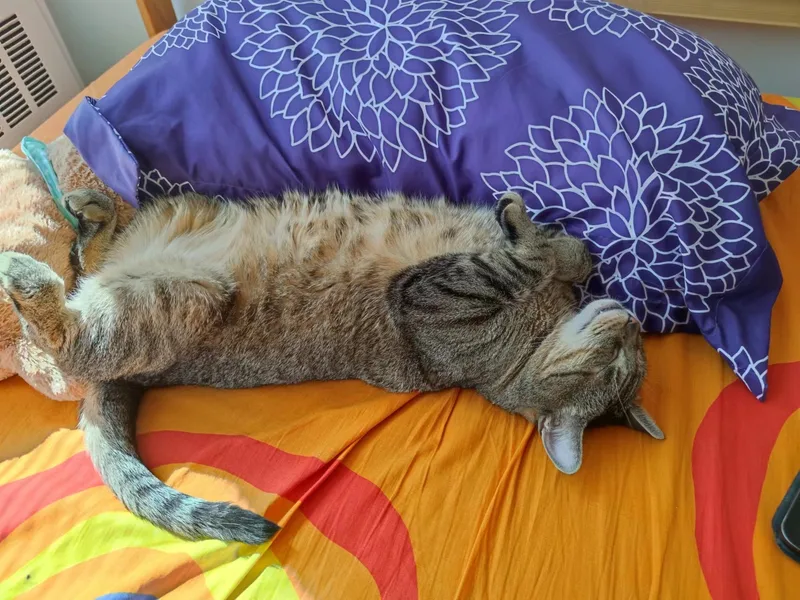An adult large-sized male Tabby (Brown / Chocolate) Domestic Short Hair cat named Prince for adoption in Long Island City, NY