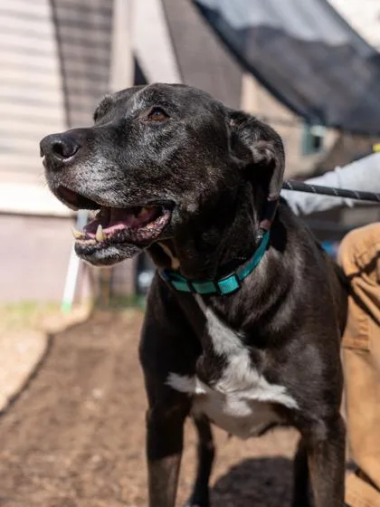 An adult extra large-sized male Mixed Breed dog named Fitz for adoption in Chamblee, GA