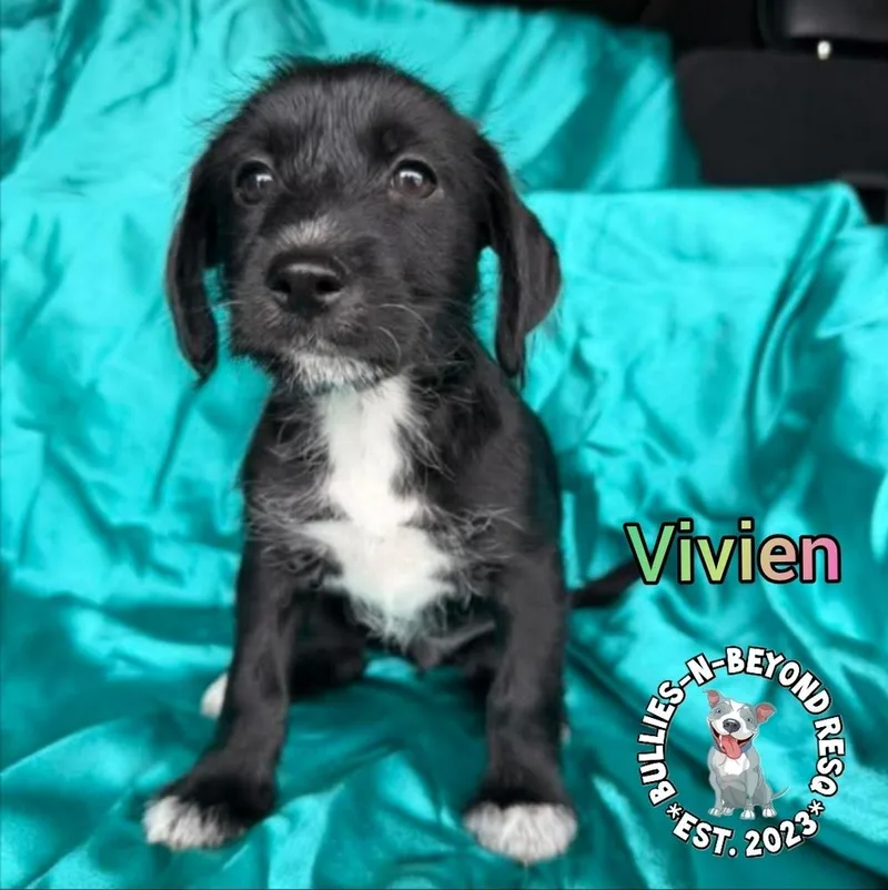 Hollywood Litter: Vivien