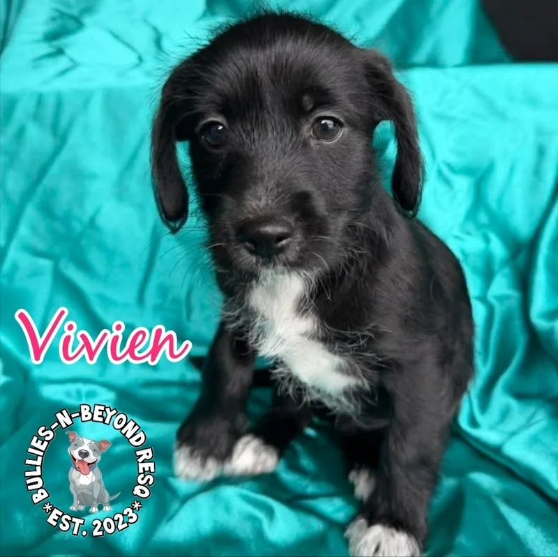 Hollywood Litter: Vivien thumbnail 3