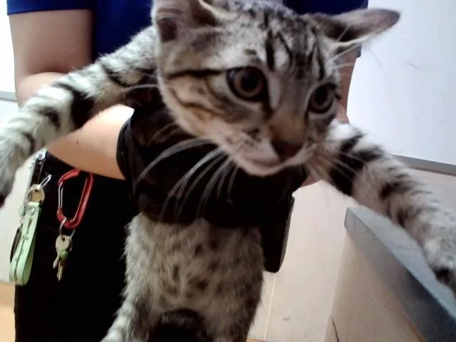 A baby small-sized male Domestic Short Hair cat named Oliver for adoption in Martinez, CA