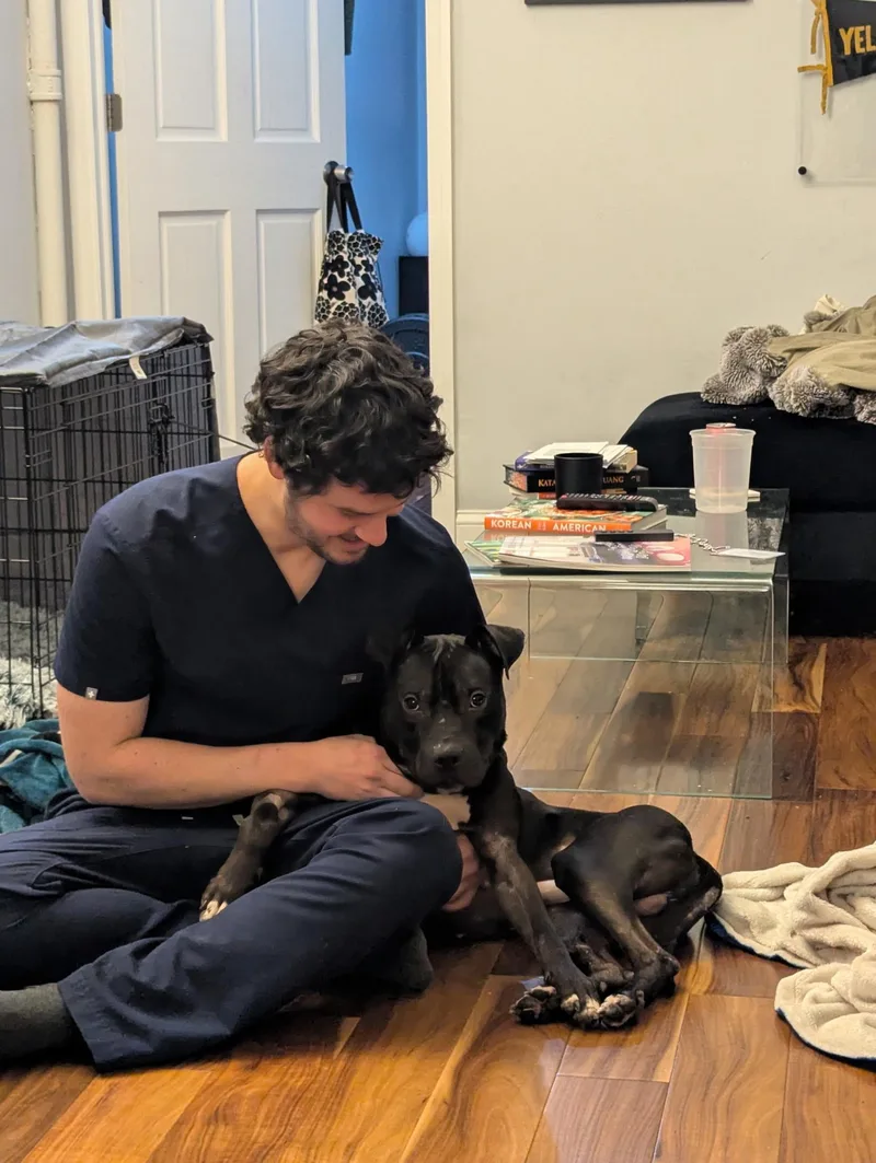 An adult medium-sized male Black Mixed Breed dog named Blue for adoption in Vassalboro, ME