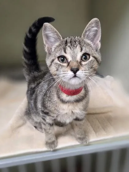 A baby small-sized female Domestic Short Hair cat named Ranch for adoption in Westland, MI