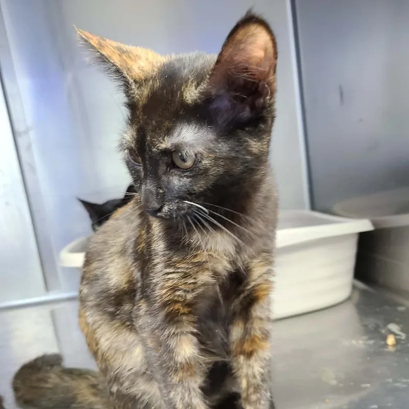 A baby small-sized female Domestic Short Hair cat named Spice for adoption in Coos Bay, OR