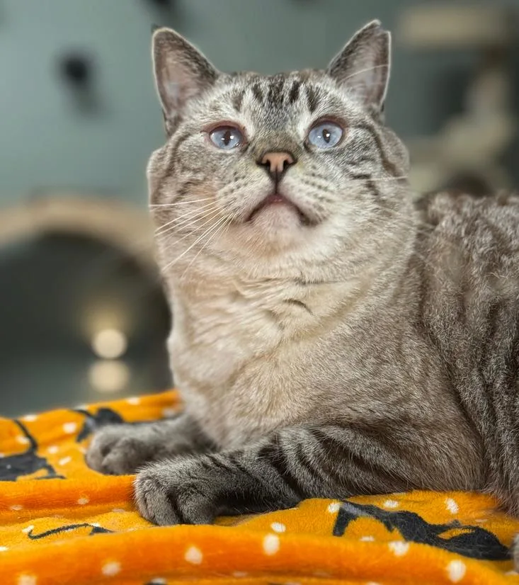 Condor Church thumbnail 5