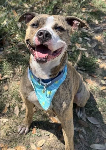 An adult large-sized female American Staffordshire Terrier dog named Suki for adoption in San Antonio, TX