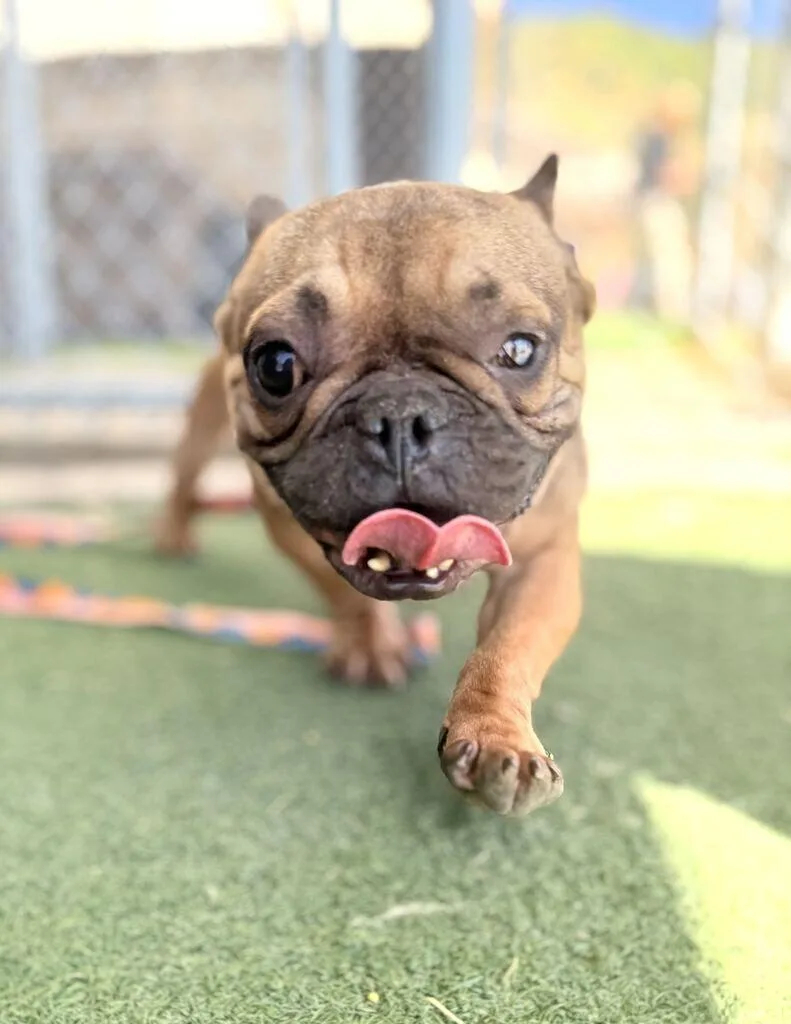 An adult small-sized male French Bulldog dog named Popeye for adoption in Fruit Heights, UT