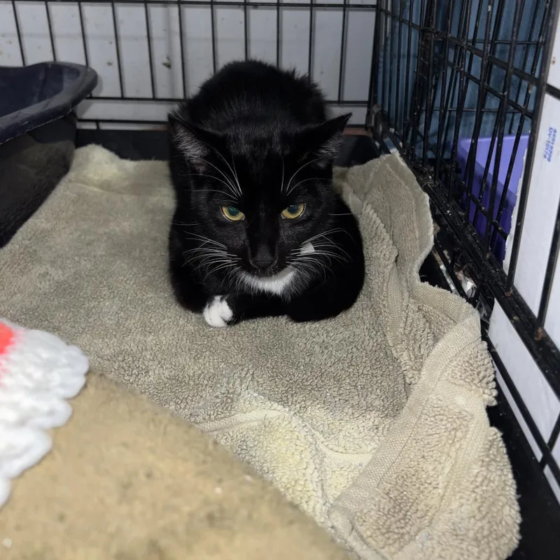 George Aka Georgie thumbnail 3