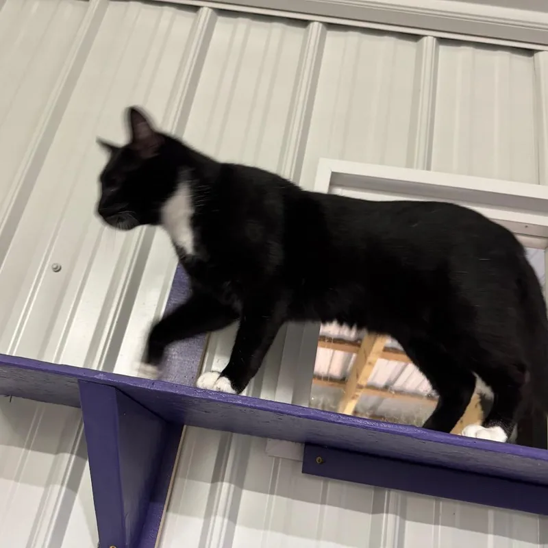 George Aka Georgie thumbnail 6