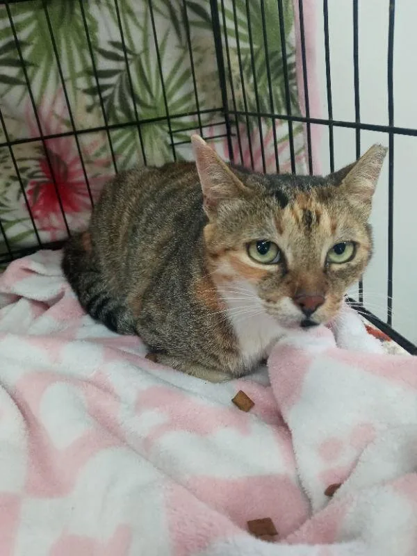 A young medium-sized female American Shorthair cat named Ginger for adoption in Naples, FL