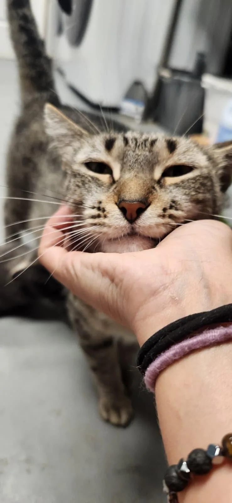 A young medium-sized female Tabby (Brown / Chocolate) American Shorthair cat named Catherine The Great for adoption in Highland Park, NJ
