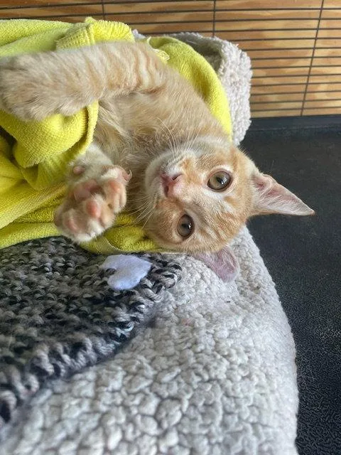 A young medium-sized male Orange & White Domestic Short Hair cat named Sherbet for adoption in Gettysburg, PA