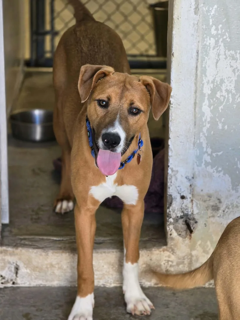 A baby large-sized female Red / Chestnut / Orange Pit Bull Terrier dog named Saffron for adoption in Grants Pass, OR