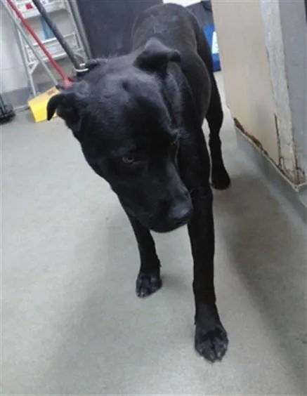 A young large-sized female Labrador Retriever dog named Selene for adoption in Salinas, CA