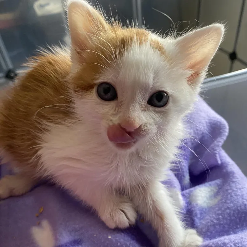 A baby small-sized male White Domestic Short Hair cat named Perrier for adoption in Long Beach, CA